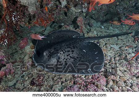 Black and grey spotted marble sand ray,, Maldives. View Large Photo Image Stock Photograph - Black and grey spotted marble sand ray,, Maldives.. Fotosearch