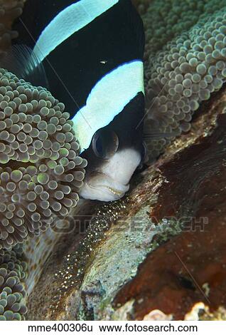Stock Photograph - Black and white anemone fish looking after eggs attached to a rock, Bali.. Fotosearch