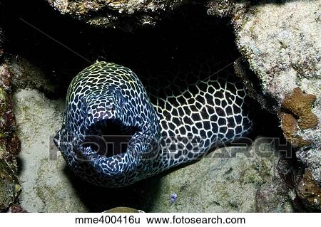 Black and white honeycomb moray eel, Australia. View Large Photo Image Stock Photograph - Black and white honeycomb moray eel, Australia.. Fotosearch