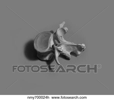 Drawing - Black and white illustration of a human vertebra on a neutral background.. Fotosearch