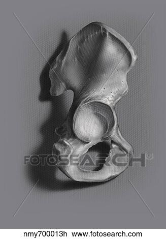 Drawing - Black and white illustration of an os coxae on neutral background.. Fotosearch