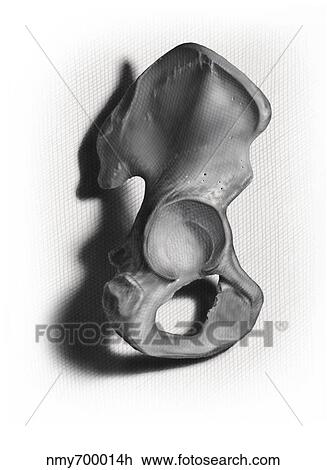 Drawing - Black and white illustration of an os coxae on white background.. Fotosearch