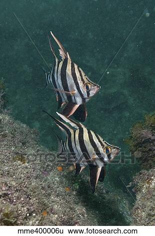 Black and white old wives fish, Byron Bay, Australia. View Large Photo Image Stock Photograph - Black and white old wives fish, Byron Bay, Australia.. Fotosearch