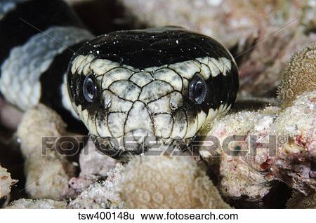 Black and White Sea Krait, Indonesia. View Large Photo Image Stock Photograph - Black and White Sea Krait, Indonesia.. Fotosearch