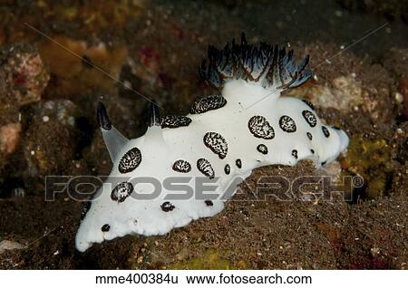 Black and white spotted budibranch, Bali, Indonesia. View Large Photo Image Stock Photograph - Black and white spotted budibranch, Bali, Indonesia.. Fotosearch
