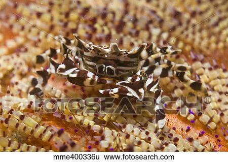 Stock Photograph - Black and white zebra crab on fire coral, Komodo, Indonesia.. Fotosearch
