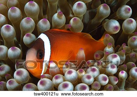 Stock Photograph - Black Anemonefish, Fiji.. Fotosearch