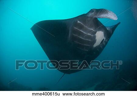 Stock Photograph - Black-bellied manta ray taking off, Palau, Micronesia.. Fotosearch