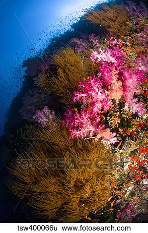 Black coral and soft coral seascape, Fiji. View Large Photo Image Stock Photograph - Black coral and soft coral seascape, Fiji.. Fotosearch
