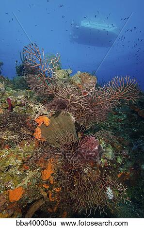 Black coral on reef. Turks and Caicos. View Large Photo Image Stock Photograph - Black coral on reef. Turks and Caicos.. Fotosearch