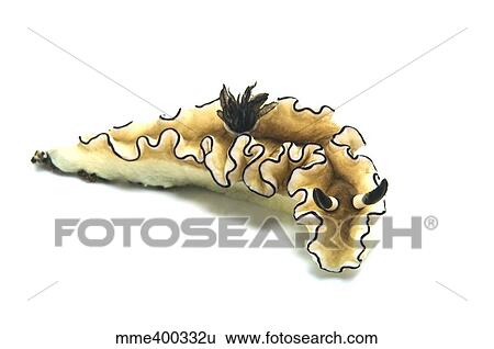 Stock Photograph - Black-margined nudibranch on white background.. Fotosearch