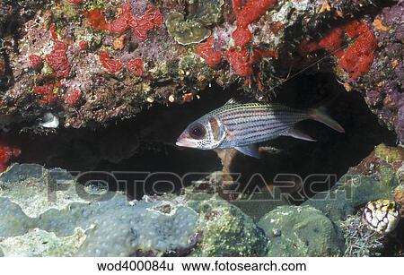 Blackfin squirrelfish swimming out from under a reef ledge, Papua New Guinea. View Large Photo Image Stock Photograph - Blackfin squirrelfish swimming out from under a reef ledge, Papua New Guinea.. Fotosearch