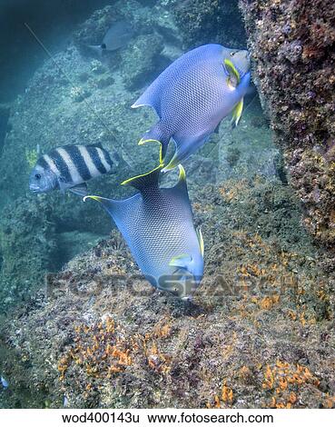 Stock Photograph - Blue Angelfish feeding on coral and algae with Sheepshead in background.. Fotosearch