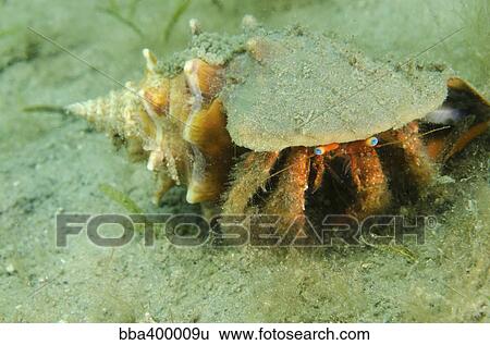 Stock Photograph - Blue-eyed hermit crab, West Palm Beach, Florida.. Fotosearch