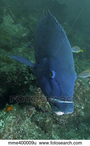 Blue groper, Byron Bay, Australia. View Large Photo Image Stock Photograph - Blue groper, Byron Bay, Australia.. Fotosearch