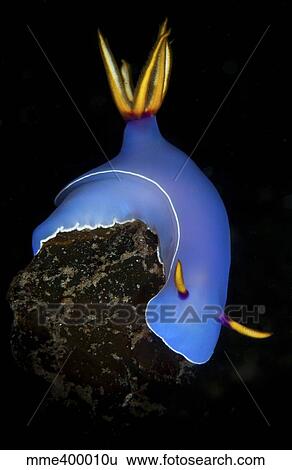 Blue hypselodoris bulockii sea slug nudibranch. View Large Photo Image Stock Photograph - Blue hypselodoris bulockii sea slug nudibranch.. Fotosearch
