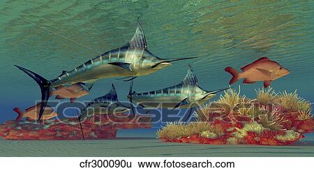 Stock Illustration - Blue Marlin and Humpback Red Snapper fish.. Fotosearch