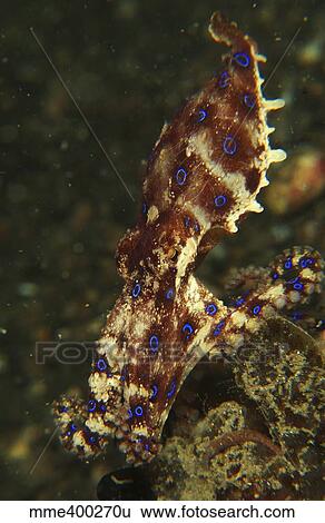 Blue-ring octopus on black sand, North Sulawesi. View Large Photo Image Stock Photograph - Blue-ring octopus on black sand, North Sulawesi.. Fotosearch