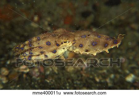 Blue ring octopus swimming, North Sulawesi, Indonesia. View Large Photo Image Stock Photograph - Blue ring octopus swimming, North Sulawesi, Indonesia.. Fotosearch
