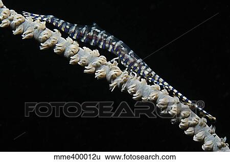 Blue sawtooth shrimp on whip coral, Indonesia. View Large Photo Image Stock Photograph - Blue sawtooth shrimp on whip coral, Indonesia.. Fotosearch