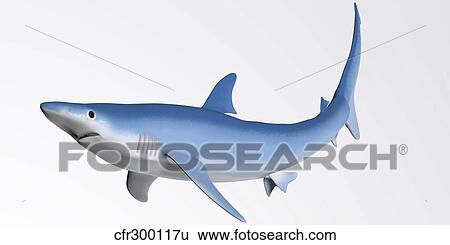 Blue Shark Profile View Large Illustration Stock Illustration - Blue Shark Profile. Fotosearch