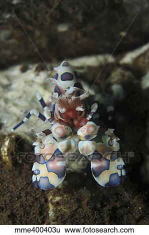 Blue spotted harlequin shrimp, Bali, Indonesia. View Large Photo Image Stock Photograph - Blue spotted harlequin shrimp, Bali, Indonesia.. Fotosearch