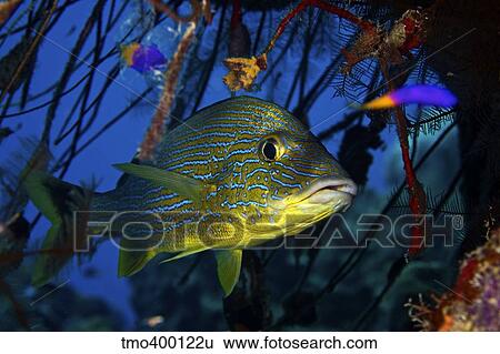 Blue Striped Grunt, Bonaire, Caribbean Netherlands. View Large Photo Image Stock Photograph - Blue Striped Grunt, Bonaire, Caribbean Netherlands.. Fotosearch