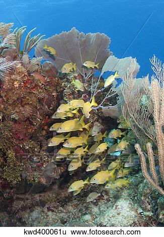 Stock Photograph - Blue Striped grunts schooling on Caribbean reef.. Fotosearch