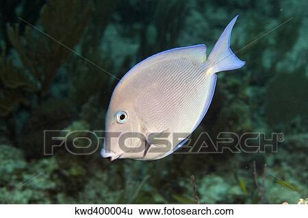 Stock Photograph - Blue Tang on caribbean reef.. Fotosearch