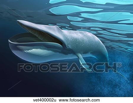 Stock Illustration - Blue whale underwater with caustics on surface.. Fotosearch
