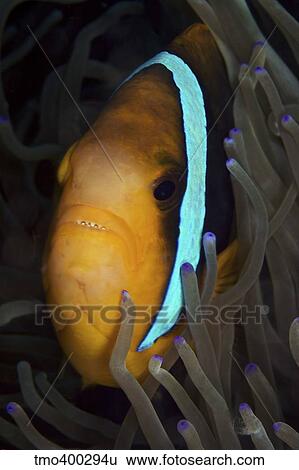 Bluestripe Clownfish in its host anemone, Papua New Guinea. View Large Photo Image Stock Photograph - Bluestripe Clownfish in its host anemone, Papua New Guinea.. Fotosearch