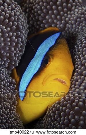 Bluestripe clownfish tucked away in its anenome host, Fiji. View Large Photo Image Stock Photograph - Bluestripe clownfish tucked away in its anenome host, Fiji.. Fotosearch