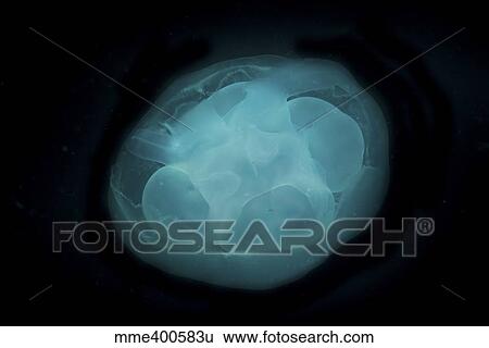 Stock Photograph - Bluish white transluscent jellyfish against black background.. Fotosearch
