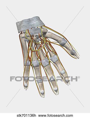 Drawing - Bone structure of human left hand with veins.. Fotosearch
