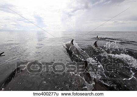 Bottle nose dolphins breach the surface, Papua New Guinea. View Large Photo Image Stock Photograph - Bottle nose dolphins breach the surface, Papua New Guinea.. Fotosearch