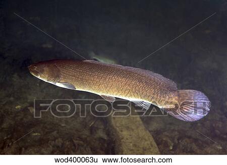 Bowfin (Amia calva) swims the murky freshwater of Blue Springs near Ocala, Florida. View Large Photo Image Stock Photograph - Bowfin (Amia calva) swims the murky freshwater of Blue Springs near Ocala, Florida.. Fotosearch