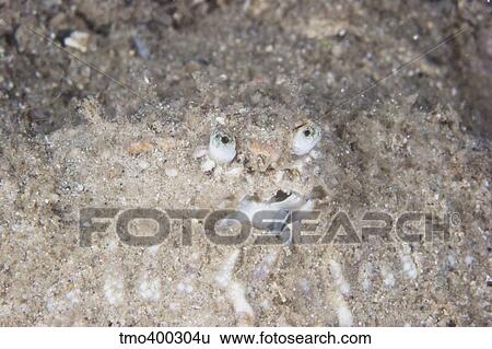 Box Crab burrows in the sand, Papua New Guinea. View Large Photo Image Stock Photograph - Box Crab burrows in the sand, Papua New Guinea.. Fotosearch