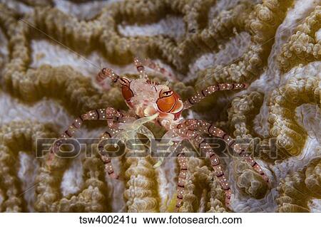 Boxing Crab in Raja Ampat, Indonesia. View Large Photo Image Stock Photograph - Boxing Crab in Raja Ampat, Indonesia.. Fotosearch