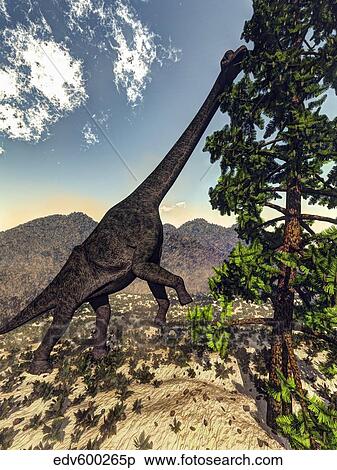 Brachiosaurus dinosaur grazing on a Wollemia pine tree. View Large Illustration Stock Illustration - Brachiosaurus dinosaur grazing on a Wollemia pine tree.. Fotosearch