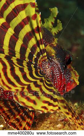Stock Photograph - Bright yellow and red pectoral fin of a dwarf lionfish.. Fotosearch