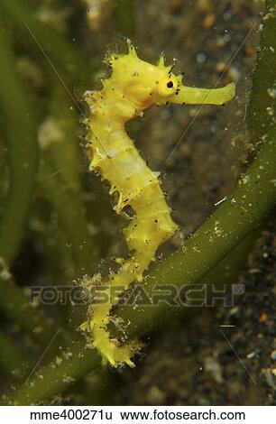 Bright yellow thorny seahorse coiled around green algae stalk. View Large Photo Image Stock Photograph - Bright yellow thorny seahorse coiled around green algae stalk.. Fotosearch
