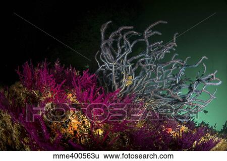Brightly colored soft coral, Dibba, Oman. View Large Photo Image Stock Photograph - Brightly colored soft coral, Dibba, Oman.. Fotosearch