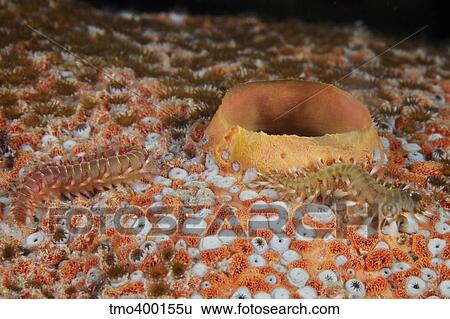 Bristle Worms feeding on a large sponge. View Large Photo Image Stock Photograph - Bristle Worms feeding on a large sponge.. Fotosearch