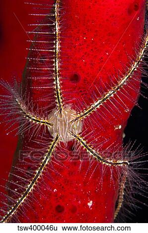 Stock Photograph - Brittle Star on sponge, Belize.. Fotosearch