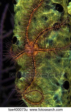 Brittle Star on sponge, Belize. View Large Photo Image Stock Photograph - Brittle Star on sponge, Belize.. Fotosearch