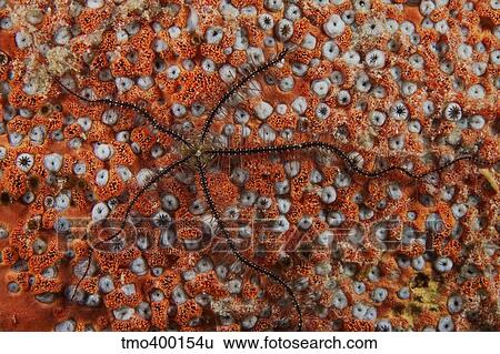 Stock Photograph - Brittle Starfish on an orange sponge.. Fotosearch