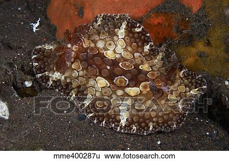 Stock Photograph - Brown and white discodoris nudibranch, Bali, Indonesia.. Fotosearch