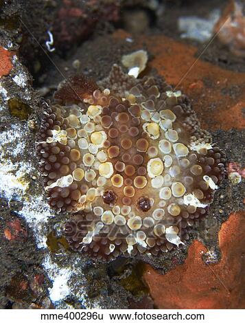 Brown and white discodoris nudibranch, Bali, Indonesia. View Large Photo Image Stock Photograph - Brown and white discodoris nudibranch, Bali, Indonesia.. Fotosearch