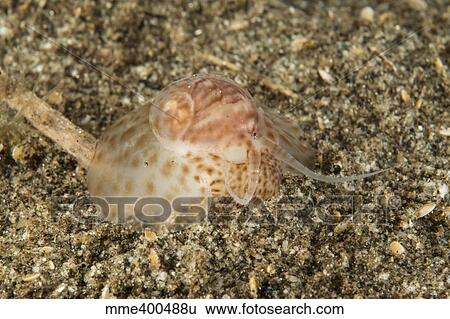 Stock Photograph - Brown and white gastropod crawling on the sandy bottom hunting for food.. Fotosearch