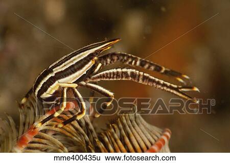 Stock Photograph - Brown and white striped crinoid Squat Lobster, North Sulawesi.. Fotosearch